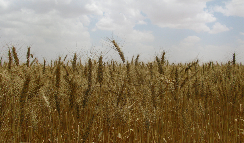 שדות חיטה ממתינים לקציר (צילום: אביגדור כלפה)