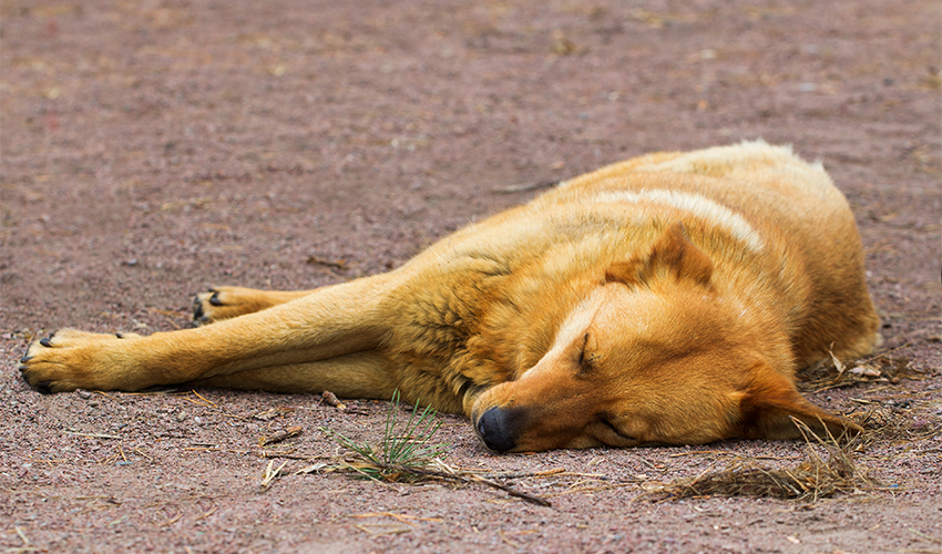 כלב מת (צילום אילוסטרציה: tverkhovinets/depositphotos.com)