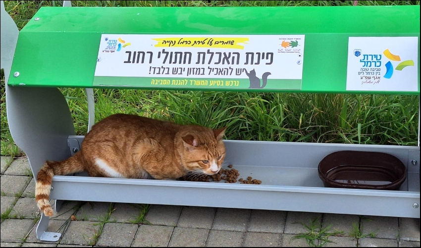 פינת האכלה לחתולים (צילום: דוברות עיריית טירת כרמל)